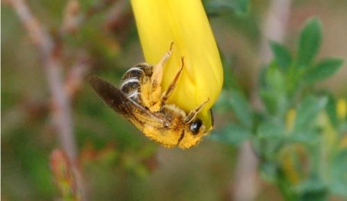 Réf. 196 889 : Halictus rubicundus